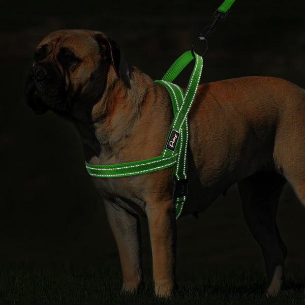 Сute Dog Harness
