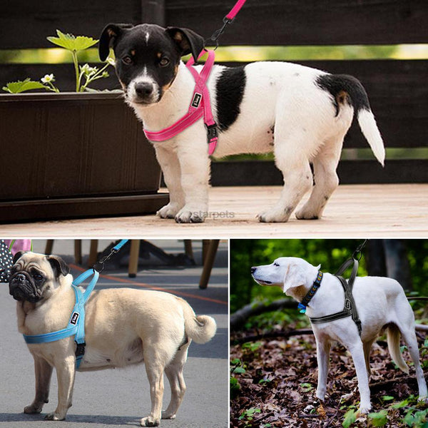 Сute Dog Harness