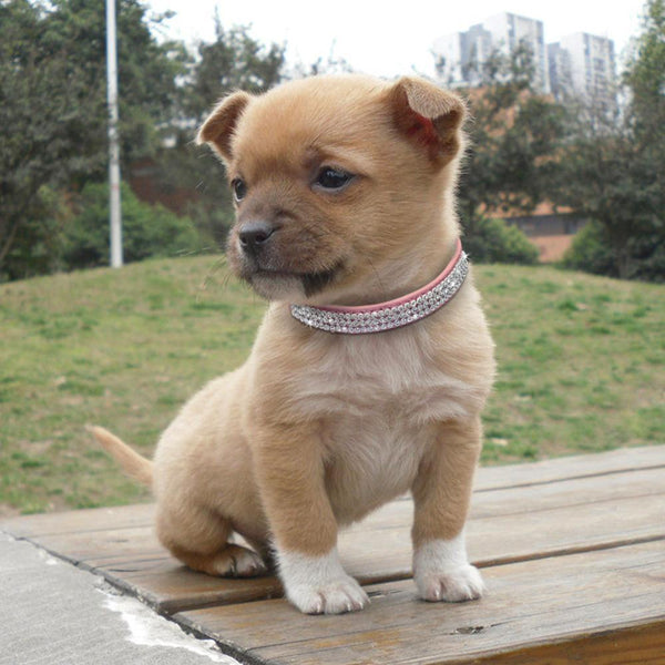 Leather Dog Collars