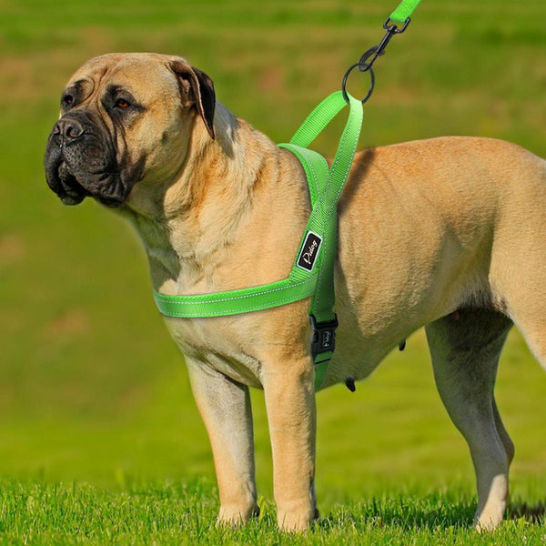 Сute Dog Harness