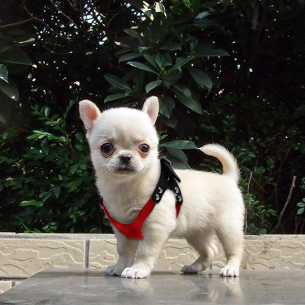 Dog Collar for Puppies