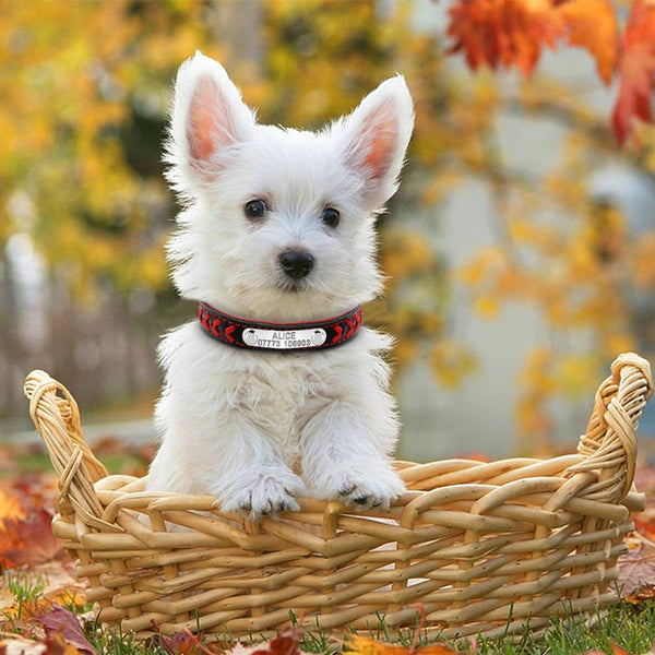 Personalized Engraved Dog Collar