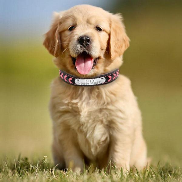 Personalized Engraved Dog Collar