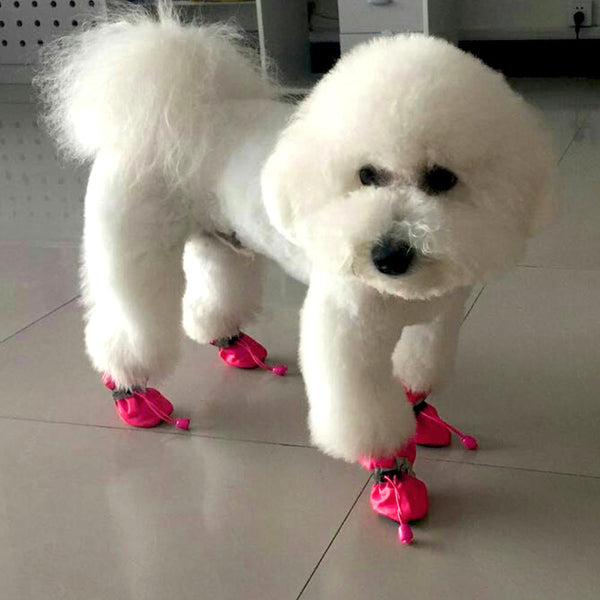 Boots for dogs