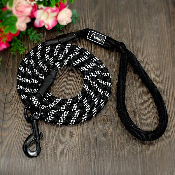 Cute Leash Dog
