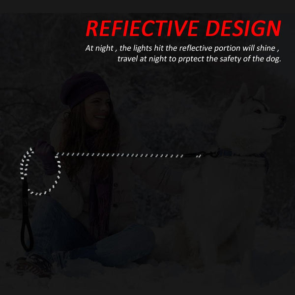 Cute Leash Dog