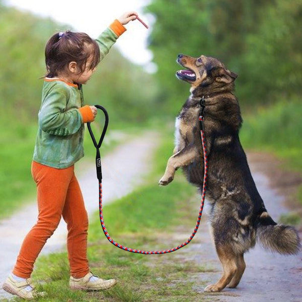 Cute Leash Dog