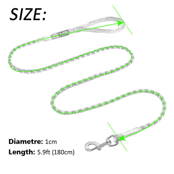 Cute Leash Dog