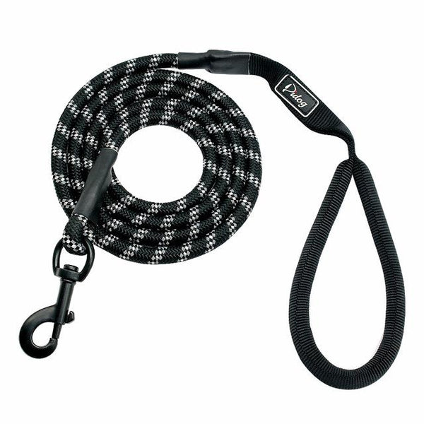 Cute Leash Dog