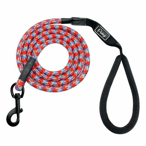 Cute Leash Dog