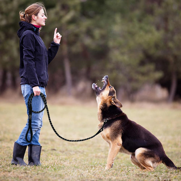 Cute Leash Dog