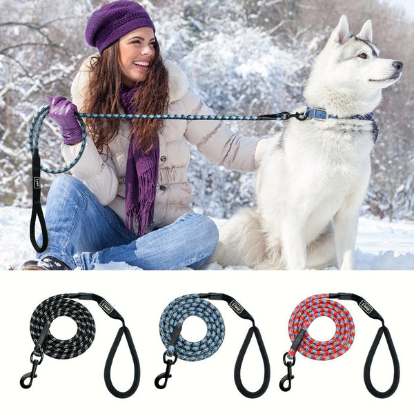 Cute Leash Dog