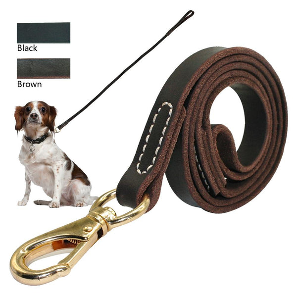Great Collar Dog